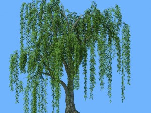 forest trees - willow 02 3D Model