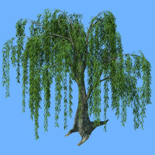 forest trees - willow 03 3D Model .c4d .max .obj .3ds .fbx .stl .blend 