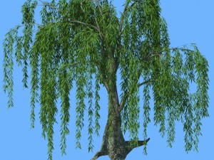 forest trees - willow 03 3D Model