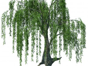forest trees - willow 03 3D Model
