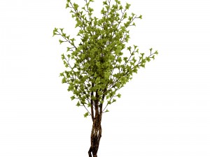 forest plants - small trees 032 3D Model