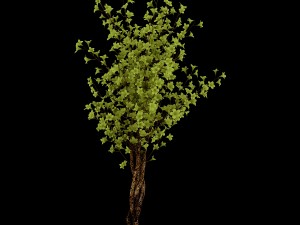 forest plants - small trees 032 Modello 3D