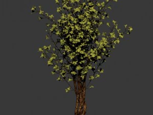 forest plants - small trees 032 3D Model
