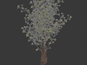 forest plants - small trees 032 Modello 3D