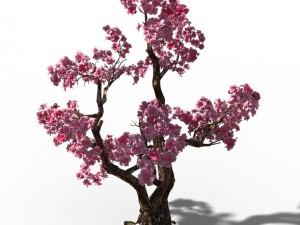 taihu lake coast - peach trees 3D मॉडल