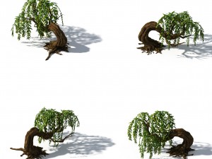 peach blossom island - plant - willow 01 3Dモデル