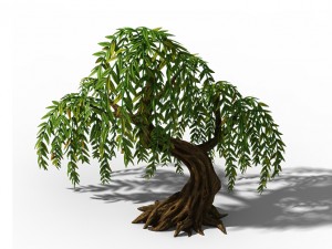 peach blossom island - plant - willow 02 3D Model