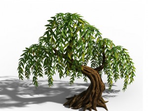 peach blossom island - plant - willow 02 3D Model
