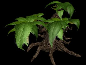 grass temple village - shrub 03 3D Model