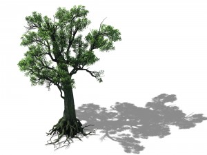 big tree 1101 3Dモデル