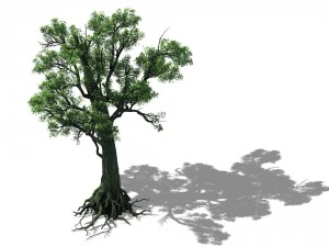 big tree 1101 3D Model