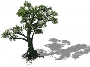 big tree 1102 Model 3D