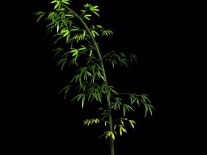 dazhu feng - black knot bamboo 05 3D Модель