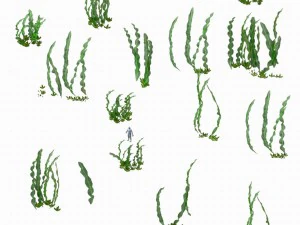seabed plant - kelp 01 3D Model