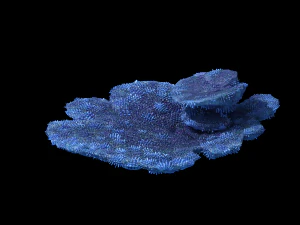seabed - coral 73 3D Model