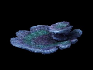 seabed - coral 73 Model 3D