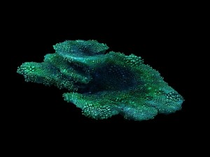 seabed - coral 74 3Dモデル