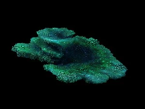 seabed - coral 74 3D Model