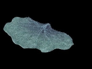 seabed - coral 75 3D Model