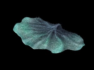 seabed - coral 75 Model 3D