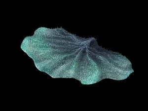 seabed - coral 75 3D Model