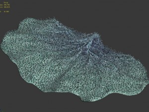 seabed - coral 75 Model 3D