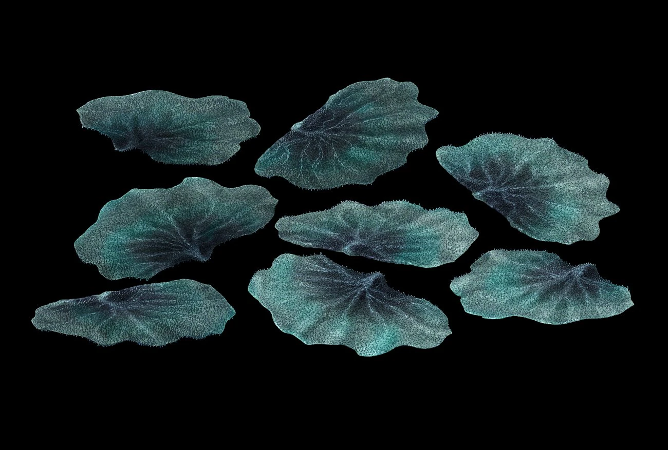 seabed - coral 76 3D Model .c4d .max .obj .3ds .fbx .stl .blend 