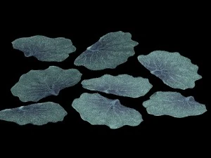 seabed - coral 76 3D Model