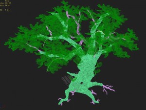 acacia - tree 01 3D Model