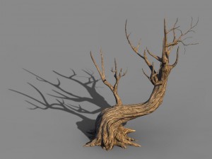 acacia - trunks 01 3D Model