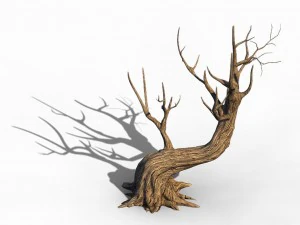 acacia - trunks 01 3D Model
