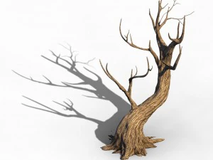acacia - trunks 01 3D Model