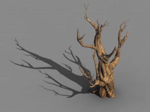 acacia - trunk 02 Modèle 3D