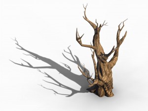 acacia - trunk 02 Modèle 3D