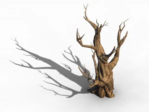 acacia - trunk 02 3D Model