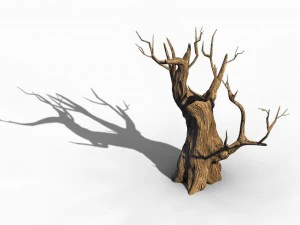 acacia - trunk 02 3D Model