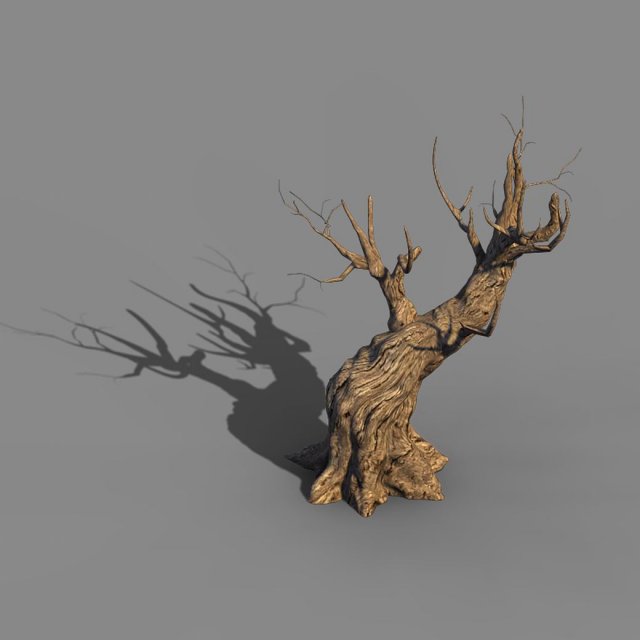 acacia - trunks 03 3D Model .c4d .max .obj .3ds .fbx .stl .blend 