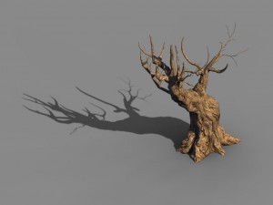 acacia - trunks 03 3D Model