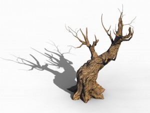 acacia - trunks 03 3D Model