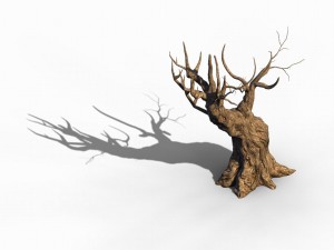 acacia - trunks 03 3D Model