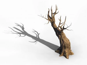 acacia - trunks 03 3D Model