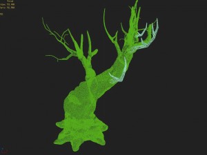 acacia - trunks 03 3D Model