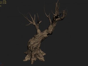 acacia - trunks 03 3D Model