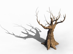 acacia - trunks 04 3D 模型