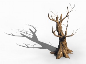 acacia - trunks 04 3D 模型