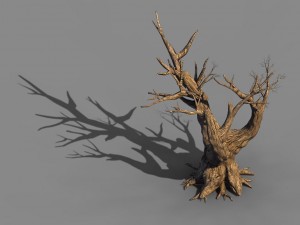 acacia - trunk 05 3D 模型