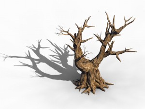 acacia - trunk 05 3D मॉडल