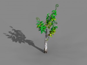 acacia - trees 01 3D Model