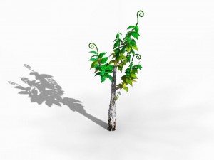 acacia - trees 01 3D Model