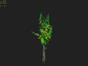 acacia - trees 01 3D Model